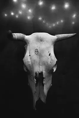 Картинка черепа коровы на фоне зданий
