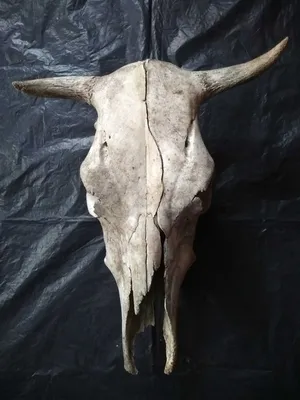 Фото черепа коровы в стиле стимпанк