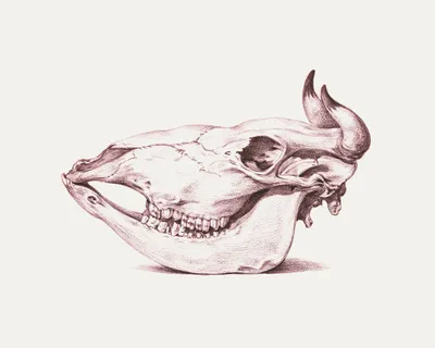 Картинка черепа коровы для скачивания