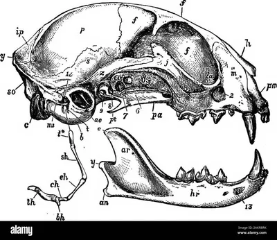 Картинка черепа кошки для дизайна