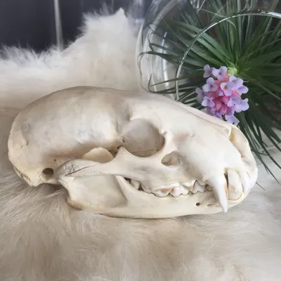 Уникальное изображение черепа кошки