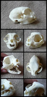 Изображение черепа кошки в WebP формате