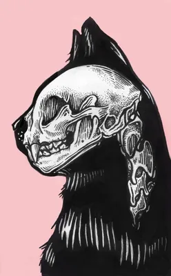 Картинка черепа кошки на черном фоне