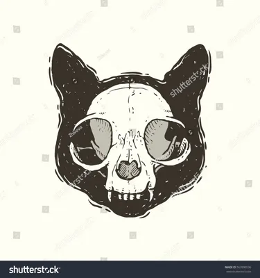 Кот с черепом: уникальная фотография для использования в соцсетях