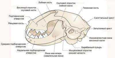 Фотография черепа кота: элемент для вашего искусства