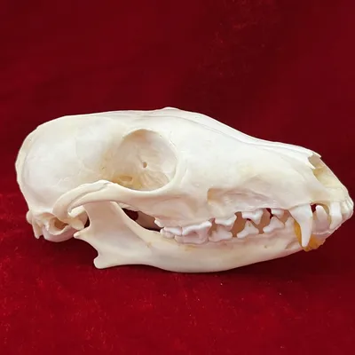 Изображение черепа лисы в высоком разрешении