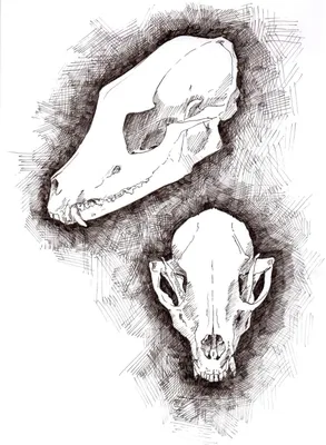 Фотография черепа лисы в формате PNG