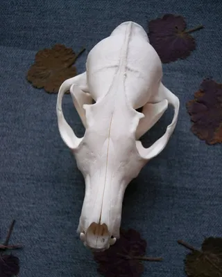 Изображение черепа лисы с белым фоном