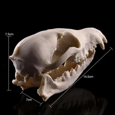 Картинка черепа лисы с углом обзора