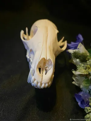 Фото черепа лисы с бокового ракурса