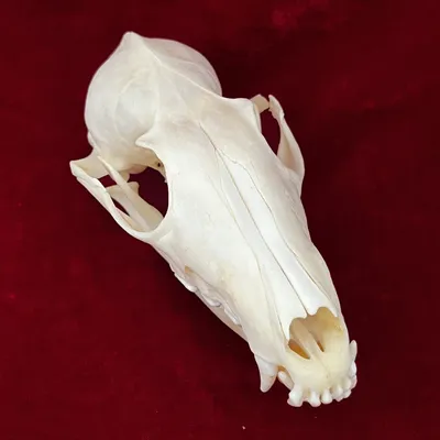 Фотография черепа лисы в ближнем плане