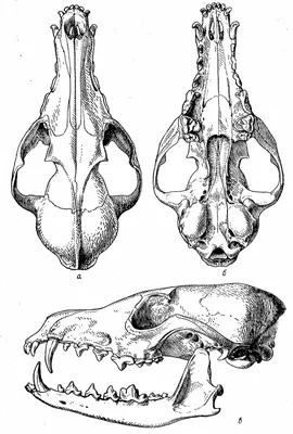 Уникальное фото черепа лисы