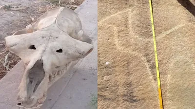 Картинка черепа лошади с песочным эффектом