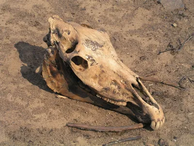 Фотография черепа лошади на фоне золотистого песка