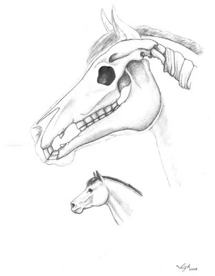 Фото черепа лошади с цветочным орнаментом
