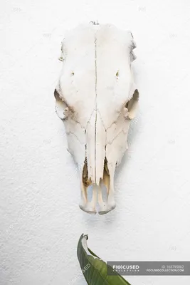 Фотография черепа лошади с эффектом дымка