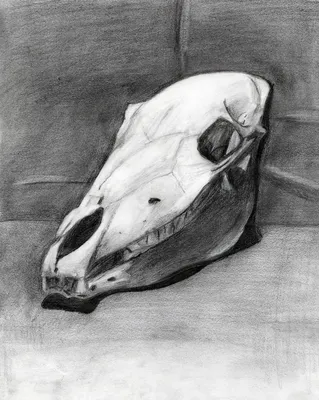 Изображение черепа лошади в стиле макро