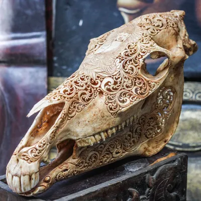Изображение черепа лошади в античном стиле