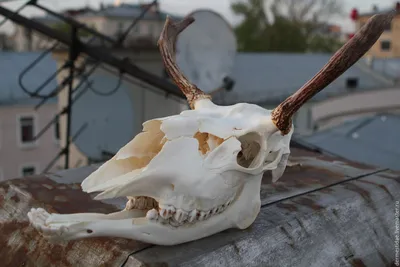 Фото черепа лося с рогами в профиль