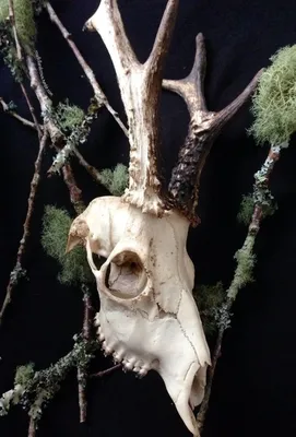 Картинка черепа лося в естественном освещении