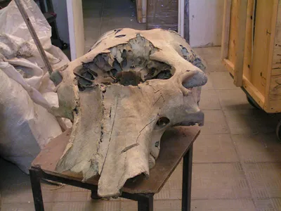 Фото черепа мамонта в WebP