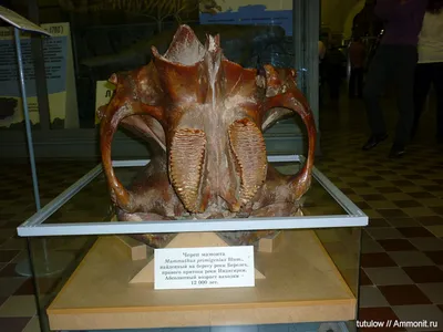 Изображение черепа мамонта в высоком разрешении