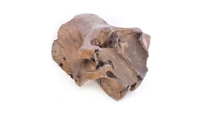 Фотография черепа мамонта в натуральную величину