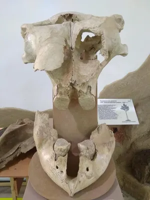 Изображение черепа мамонта с разных ракурсов
