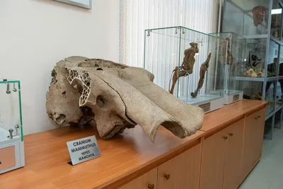 Фото черепа мамонта с эффектом тумана