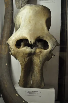 Изображение черепа мамонта для загрузки