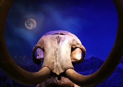 Изображение черепа мамонта в крупном плане