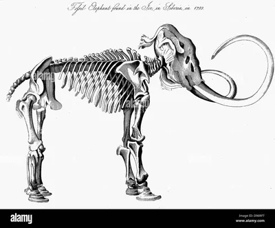 Изображение черепа мамонта в 3D