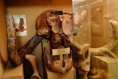 Изображение черепа мамонта с текстурой камня