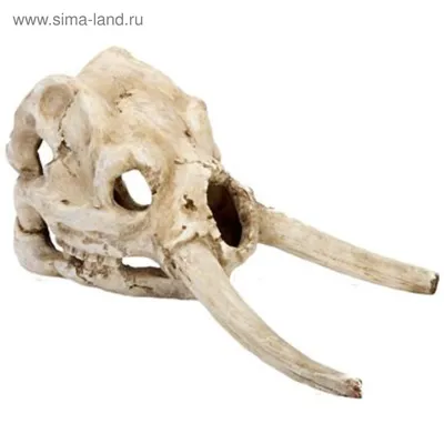 Картинка черепа мамонта для скачивания