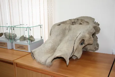 Фотография черепа мамонта: впечатляющий размер