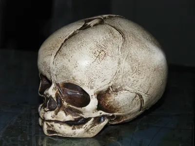 Фото черепа младенца на белом фоне
