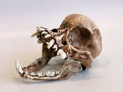 Картинка черепа мопса в стиле карикатуры