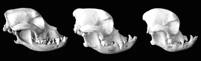 Фото черепа мопса с золотистым отливом