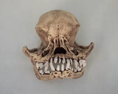 Изображение черепа мопса в высоком разрешении