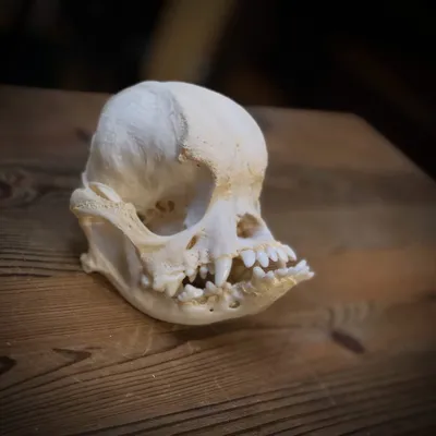 Изображение черепа мопса с размытым задним фоном