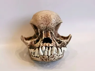 Картинка черепа мопса в формате PNG