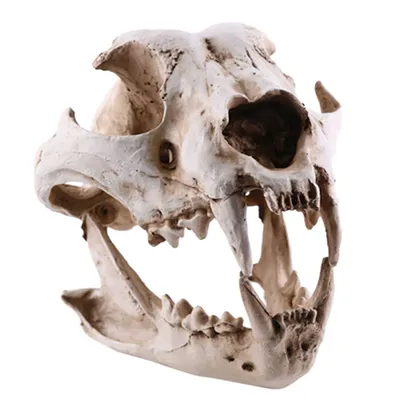 Фото черепа мопса на фоне природы