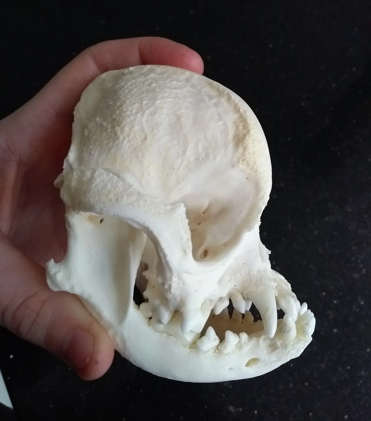 Как выглядит череп мопса фото