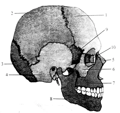 Оригинальный череп новорожденного в формате JPG