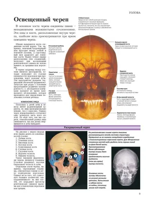Череп новорожденного на фото с крупным планом