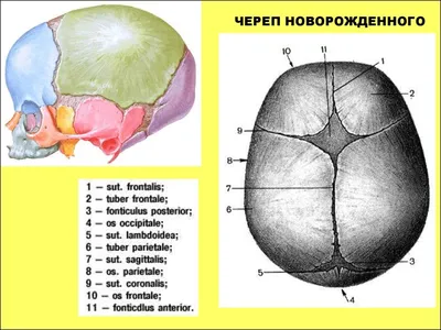 Череп новорожденного на изображении с мягкими тонами