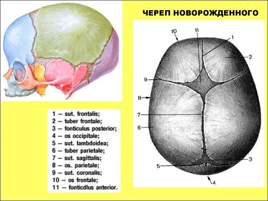 Мозговой череп новорожденного. Строение черепа новорожденного швы роднички. Строение родничков черепа новорожденного. Роднички черепа у новорожденных анатомия. Швы и роднички черепа анатомия.