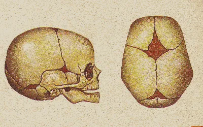 Череп новорожденного на изображении в прямом ракурсе