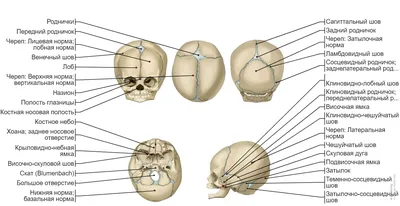 Фотография черепа новорожденного на белом фоне