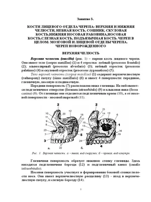 Картинка черепа новорожденного